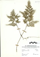 藏品(密葉卷柏)的圖片